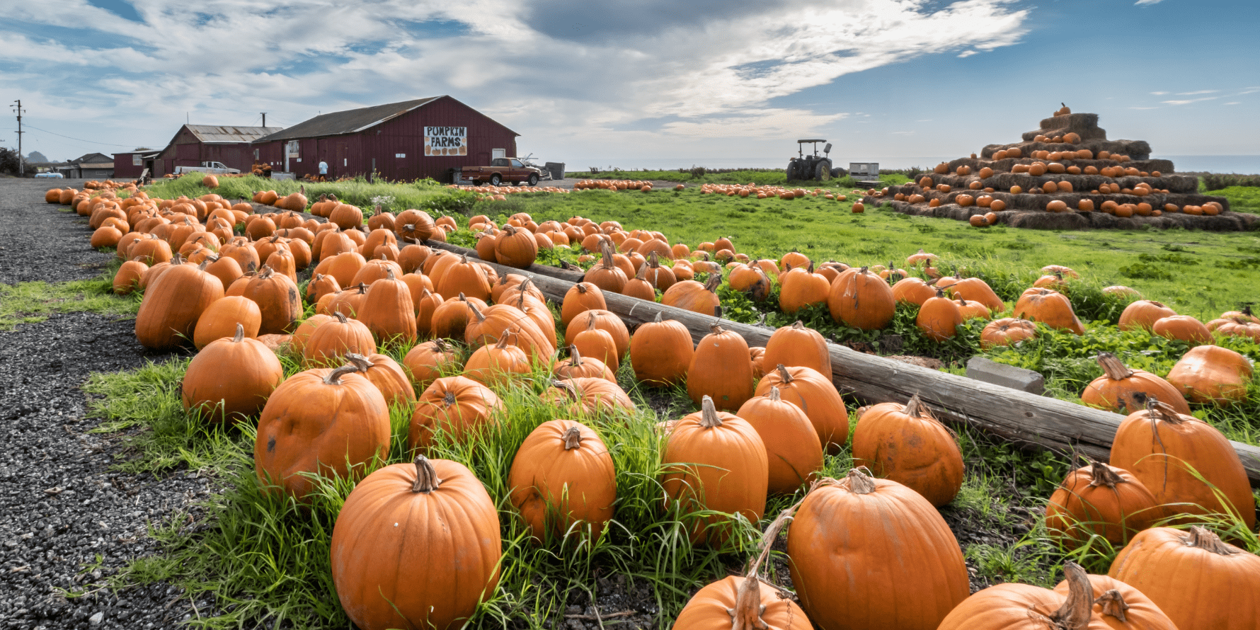 A classic pumpkin patch ready for picking—ideal for exploring nearby farms and fall attractions.